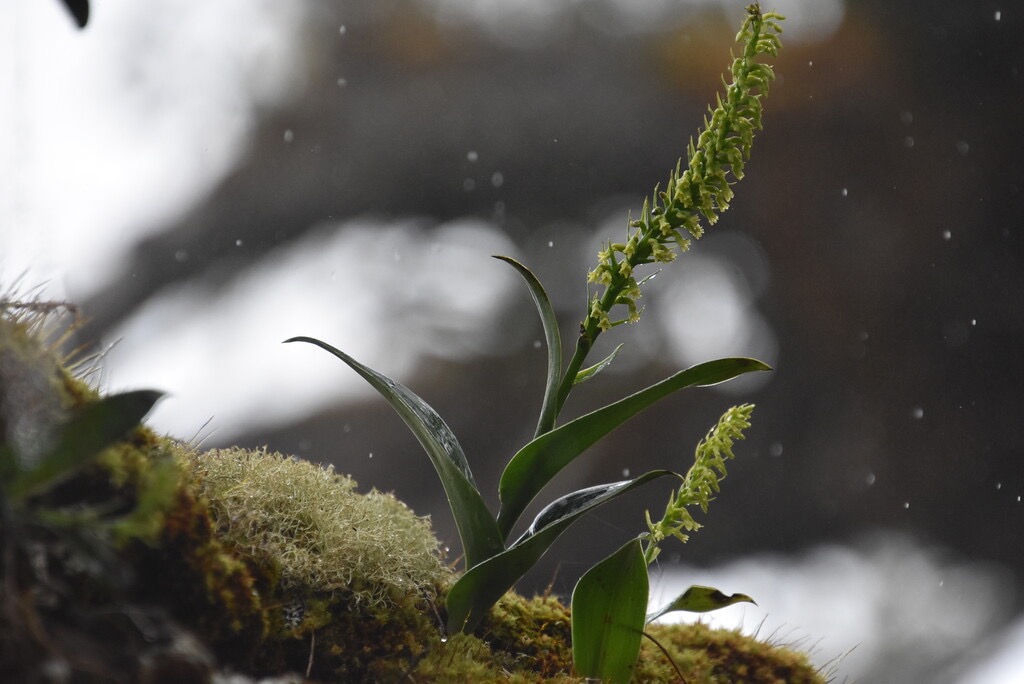 Benthamia-erinacea-(ex-nigrescens)_ORCHIDOIDEAE_Endemique-Reunion_MB3_5076.jpg