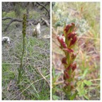 Disa-borbonica_ORCHIDOIDEAE_Endemique-Reunion_20240207_103342.jpg