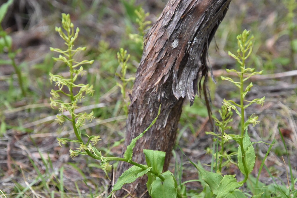 Habenaria-frappieri-(ex-chloroleuca)_Petit-mais_ORCHIDOIDEAE_Endemique-Reunion_MB3_5062.jpg