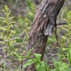 Habenaria-frappieri-(ex-chloroleuca)_Petit-mais_ORCHIDOIDEAE_Endemique-Reunion_MB3_5062.jpg