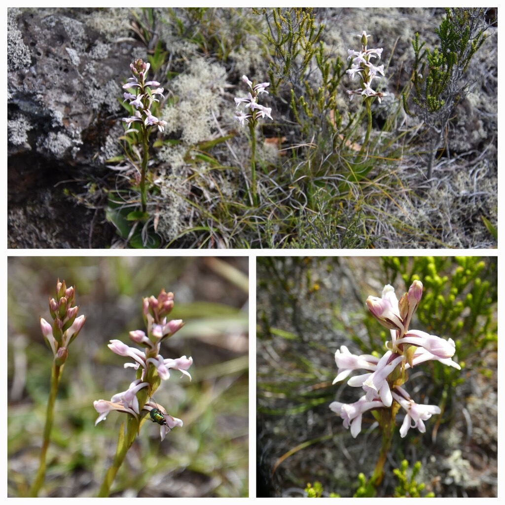 Satyrium-amoenum_Satyre-charmant_ORCHIDOIDEAE_Indigene-Reunion_20240207_103100.jpg