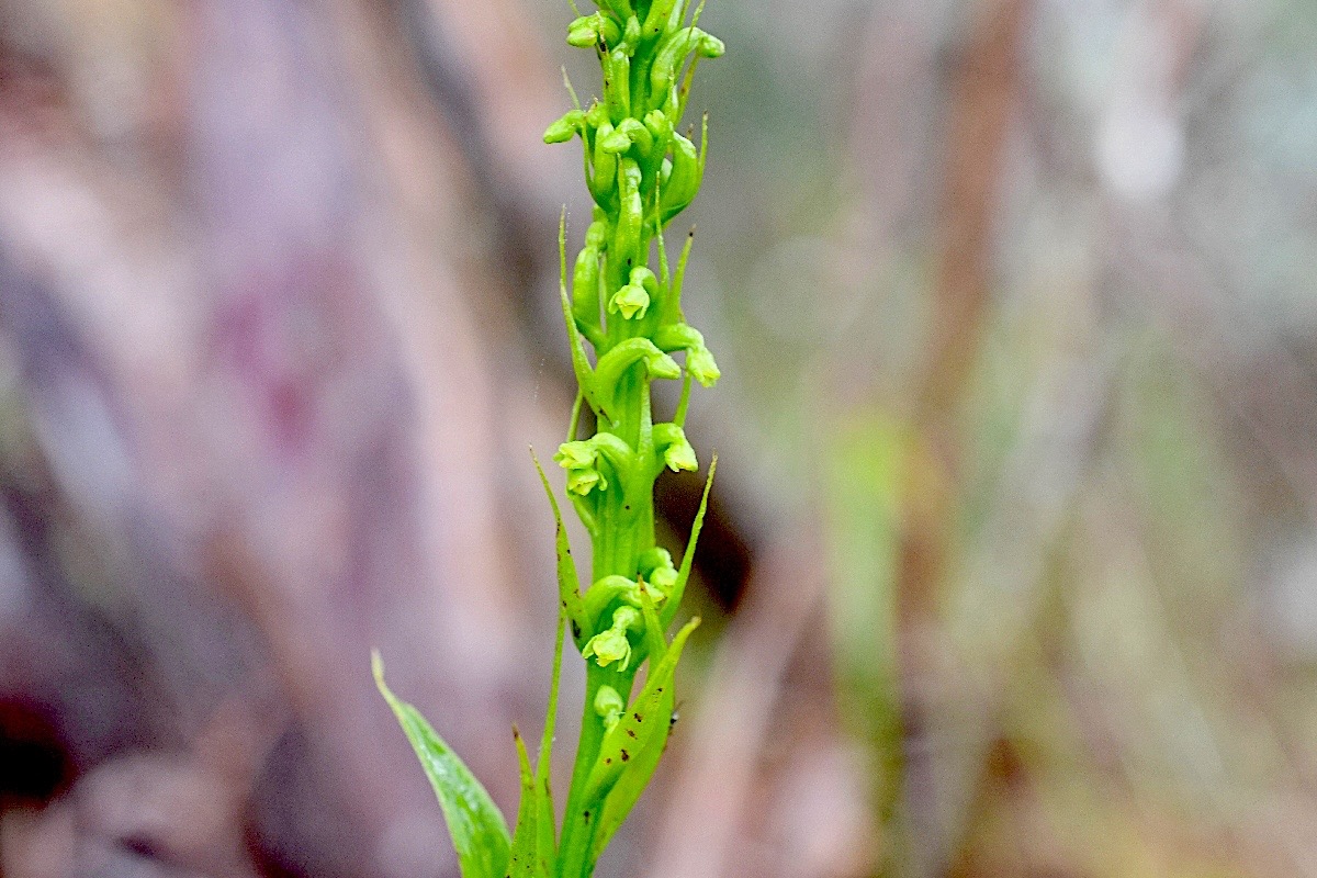 Benthamia africana (spiralis) Orchid aceae Indigène La Réunion 984.jpeg