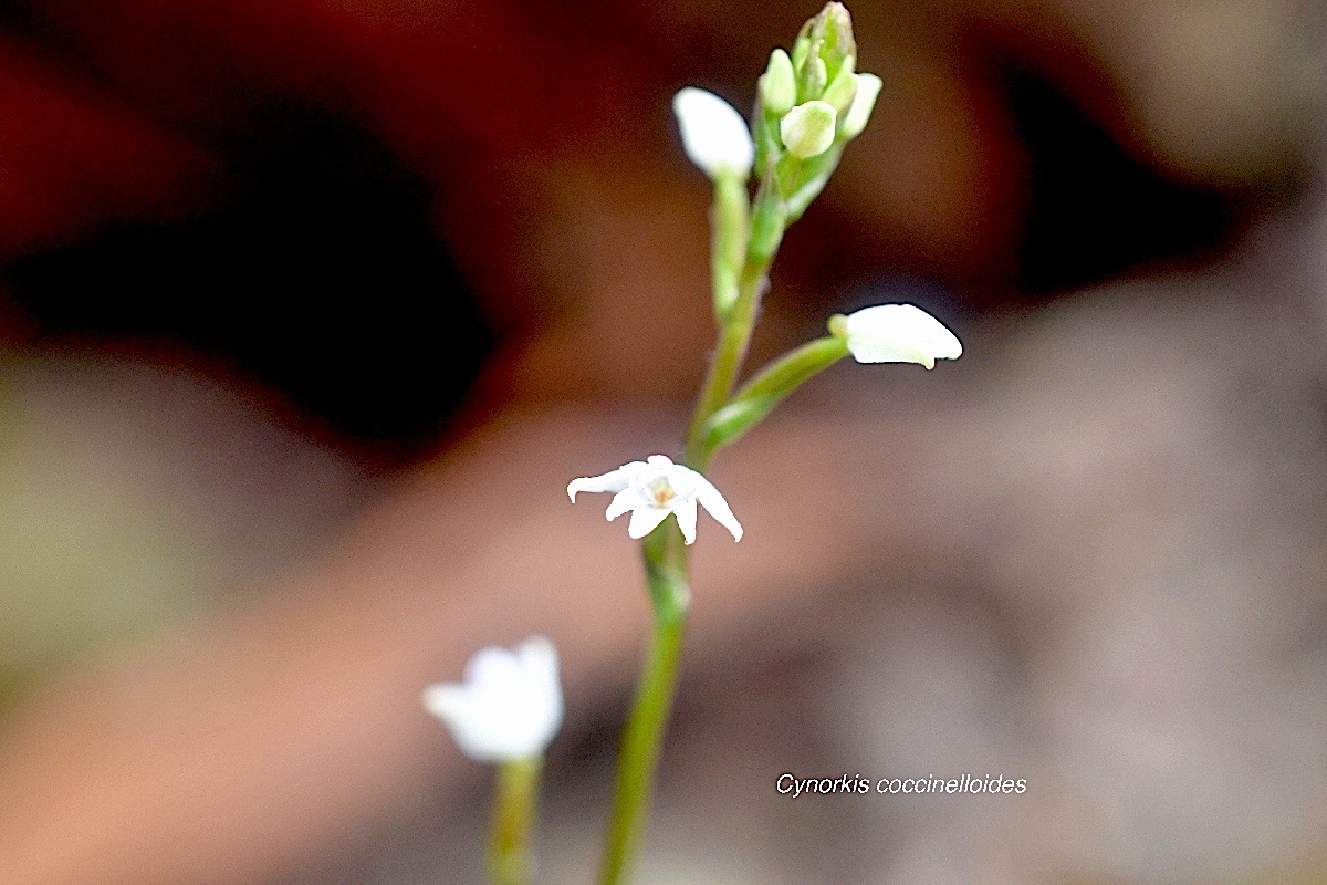 Cynorkis coccinelloides Orchidace ae Indigène La Réunion 969.jpeg