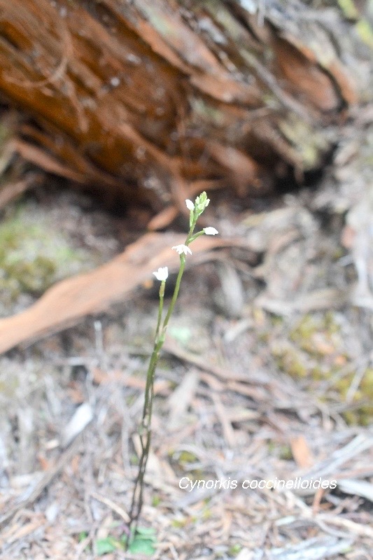 Cynorkis coccinelloides Orchidace ae Indigène La Réunion 979.jpeg