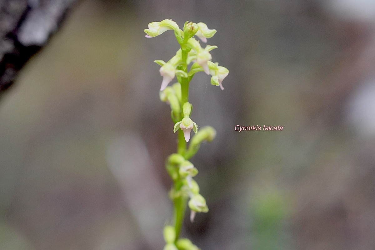 Cynorkis falcata Orchidaceae E ndémique La Réunion 1040.jpeg