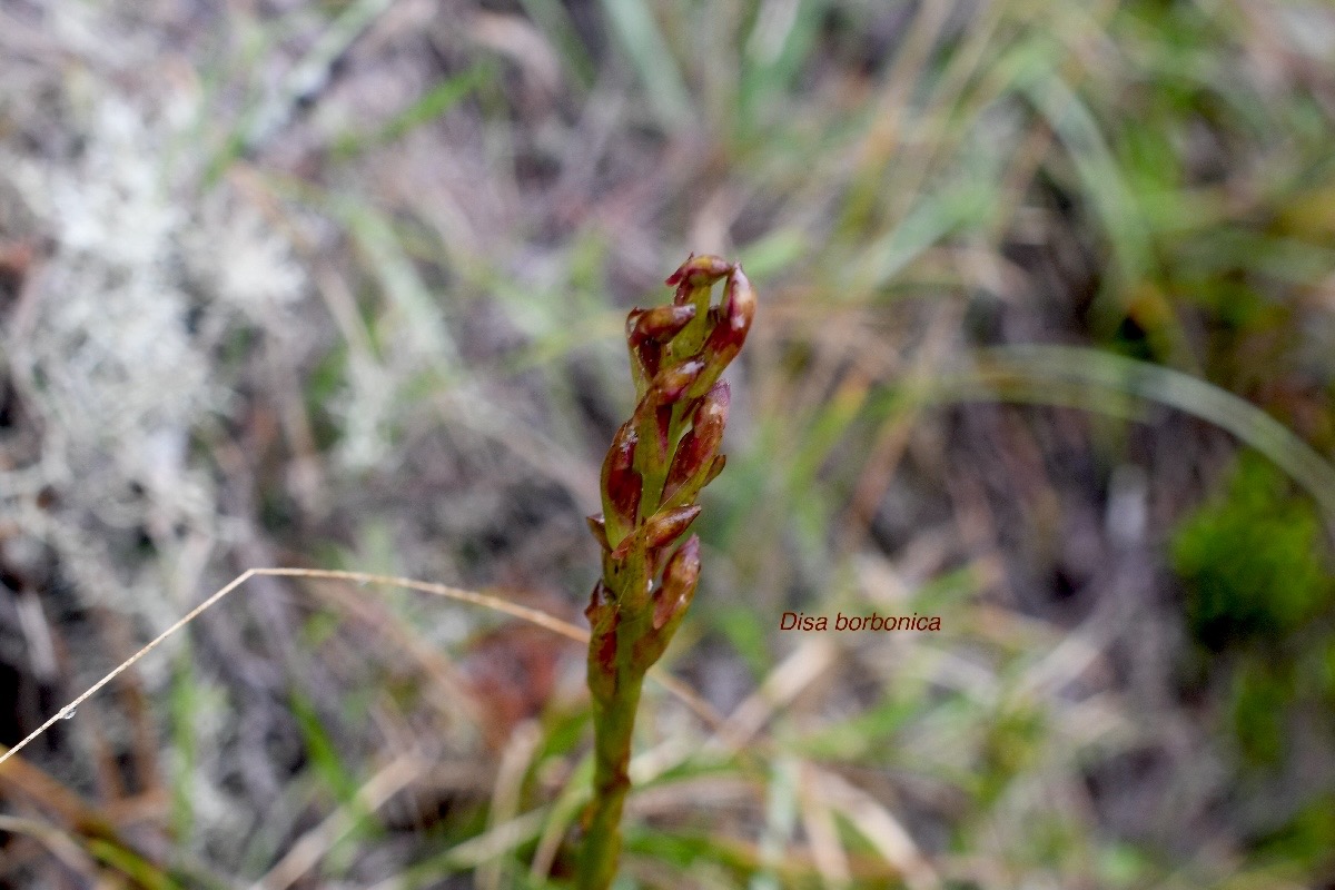 Disa borbonica Orchidaceae En démique La Réunion 1021.jpeg