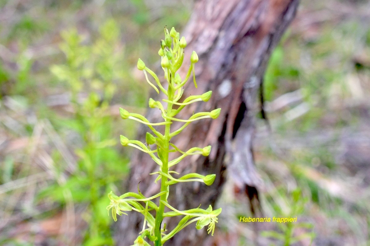 Habenaria frappieri Orchidaceae  Endémique La Réunion 987.jpeg