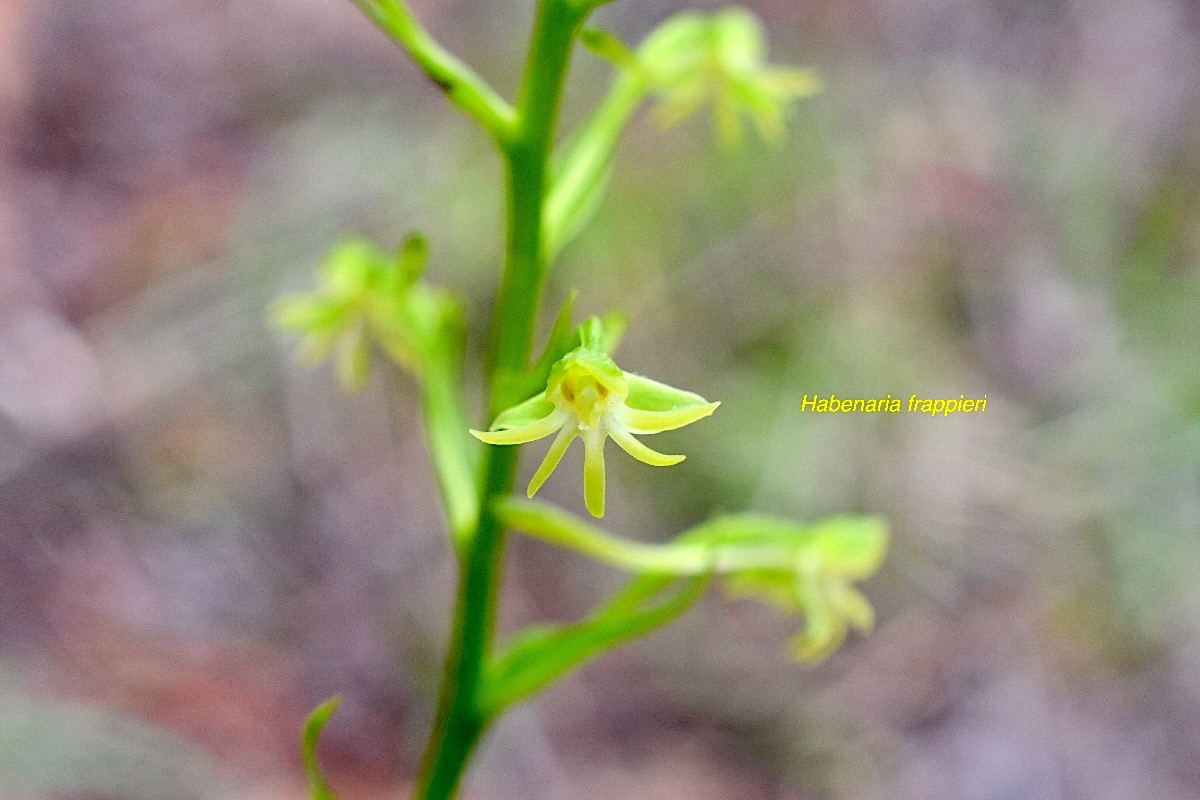 Habenaria frappieri Orchidaceae  Endémique La Réunion 998.jpeg