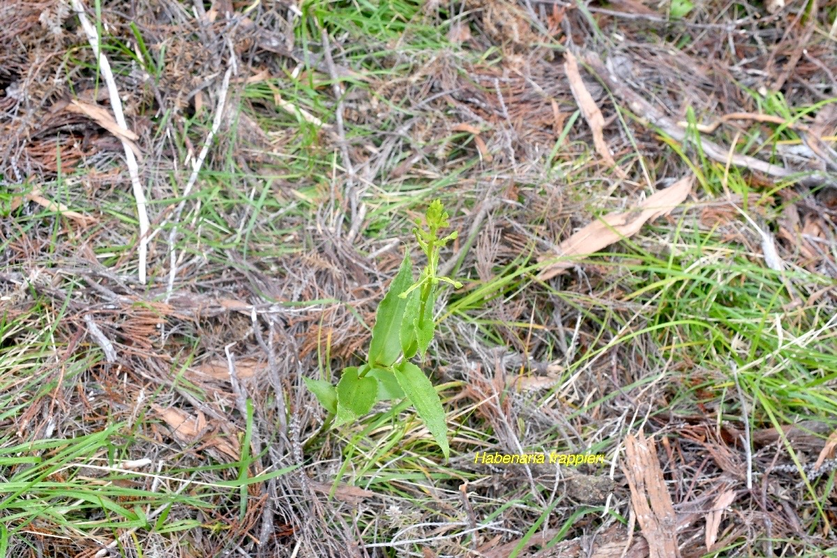 Habenaria frappieri Orchidaceae  Endémique La réunion 999.jpeg