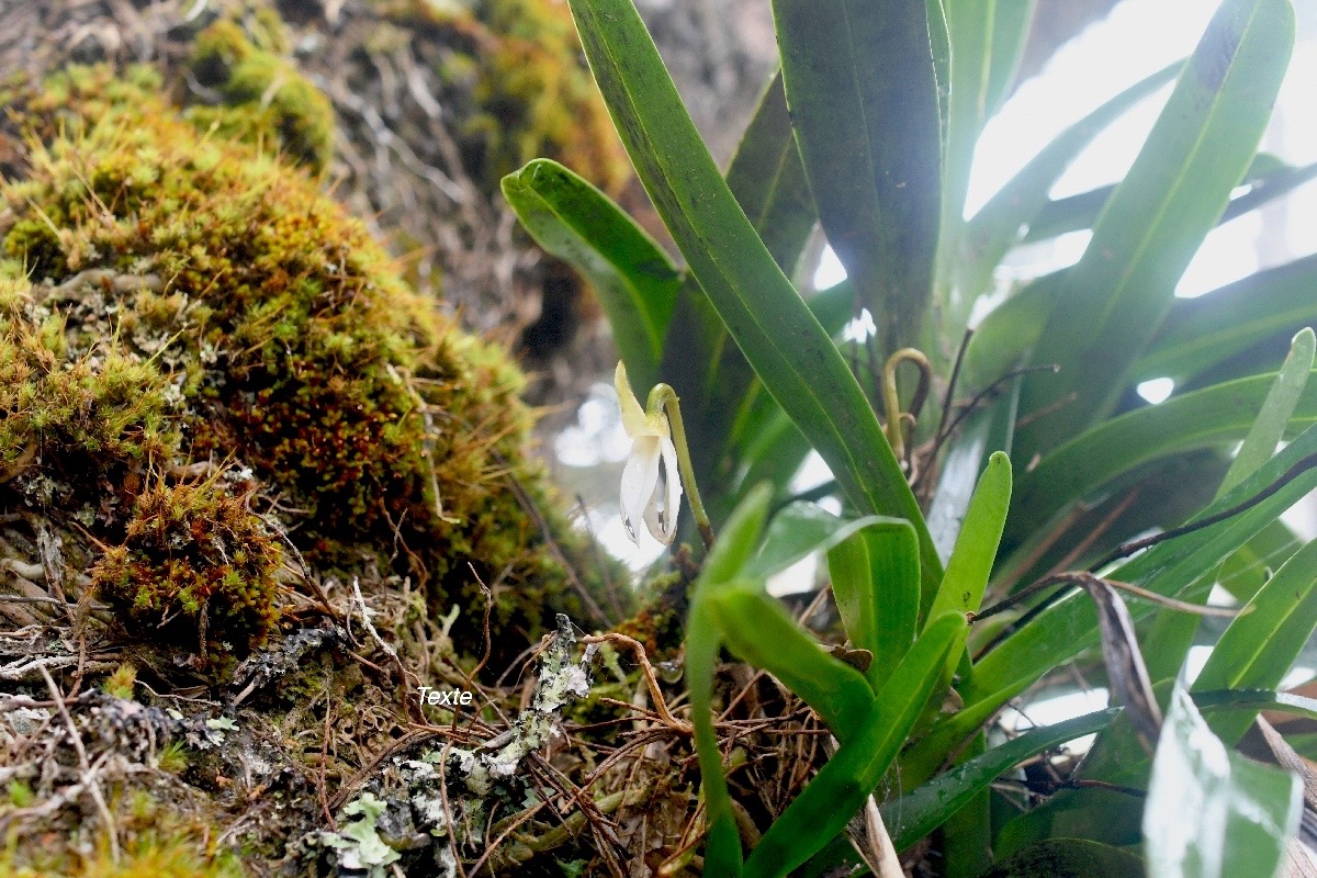 Jumellea triquetra Orchidaceae  Endémique La Réunion 1049.jpeg