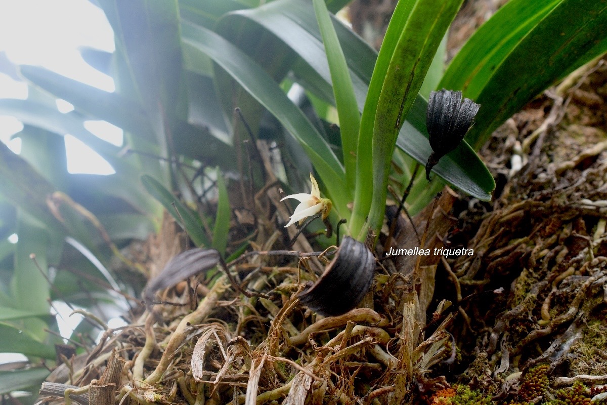 Jumellea triquetra Orchidaceae  Endémique La Réunion 1051.jpeg