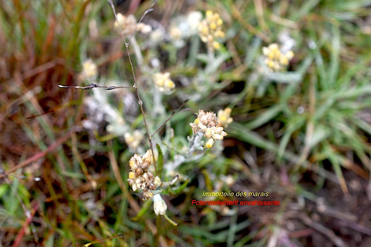 Laphangium luteoalbum Immortelle des marais Asteraceae Potentiellement envahissante 1062.jpeg