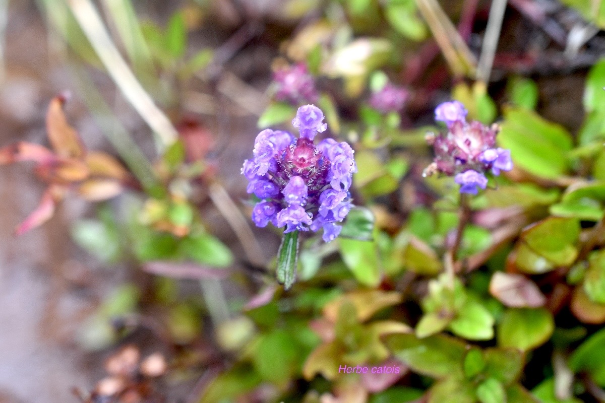 Prunella vulgaris Herbe catois La miaceae Amphinaturalisé 1047.jpeg