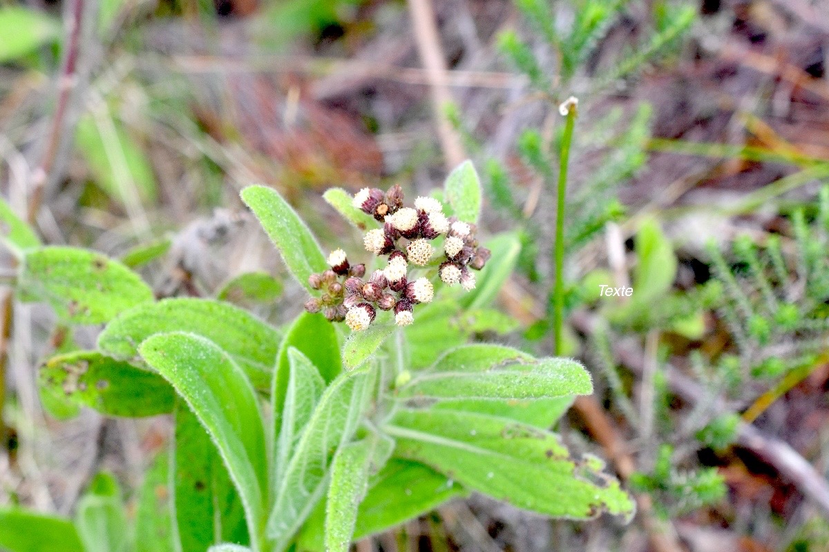 Psiadia anchusifolia Bouillon blanc Ast eraceae Endémique La Réunion 1004.jpeg