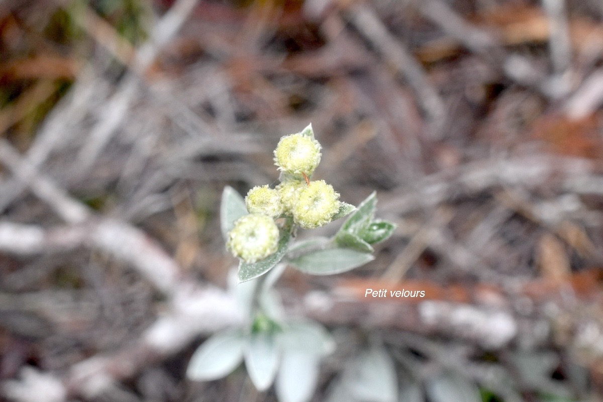 Psiadia argentea Petit velours Astera ceae Endémique La Réunion 1007.jpeg