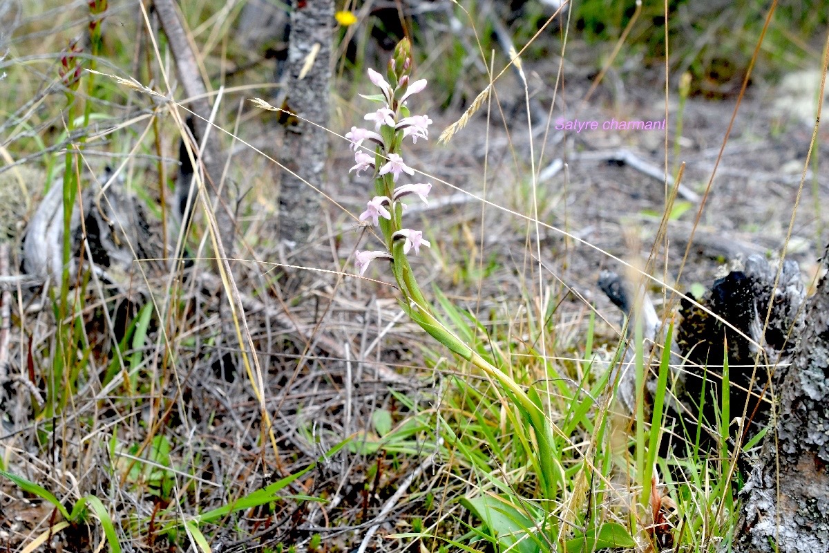 Satyrium amoenum Satyre charmant Orch idaceae Indigène La Réunion 957.jpeg