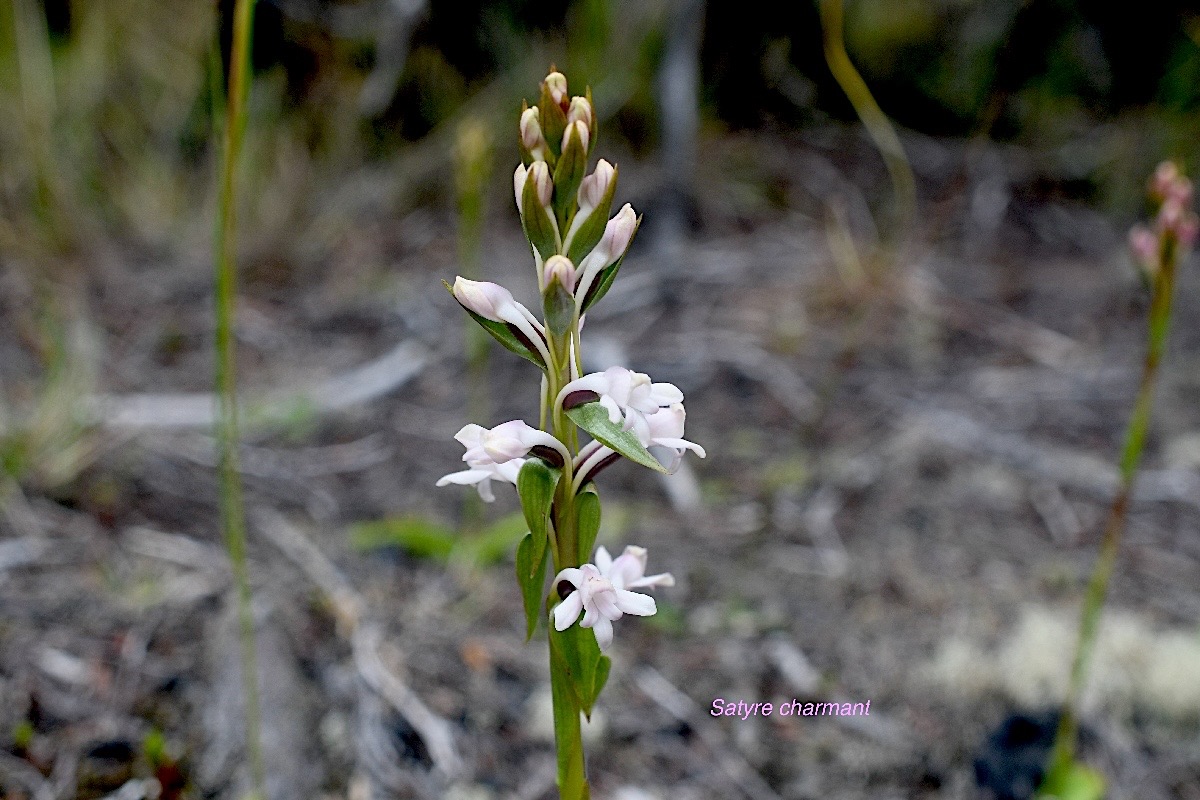 Satyrium amoenum Satyre charmant Orch idaceae Indigène La Réunion 960.jpeg