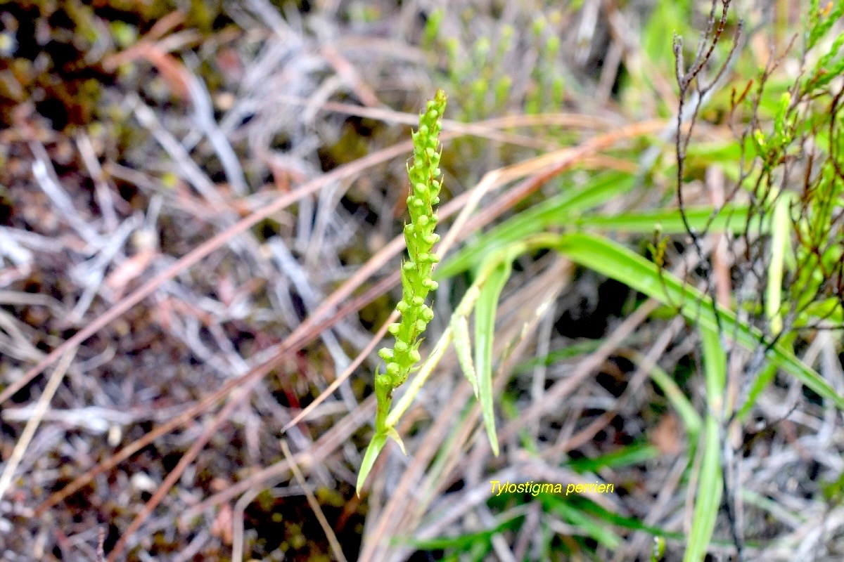 Tylostigma perrieri Orchidaceae  Indigène La Réunion 1009.jpeg