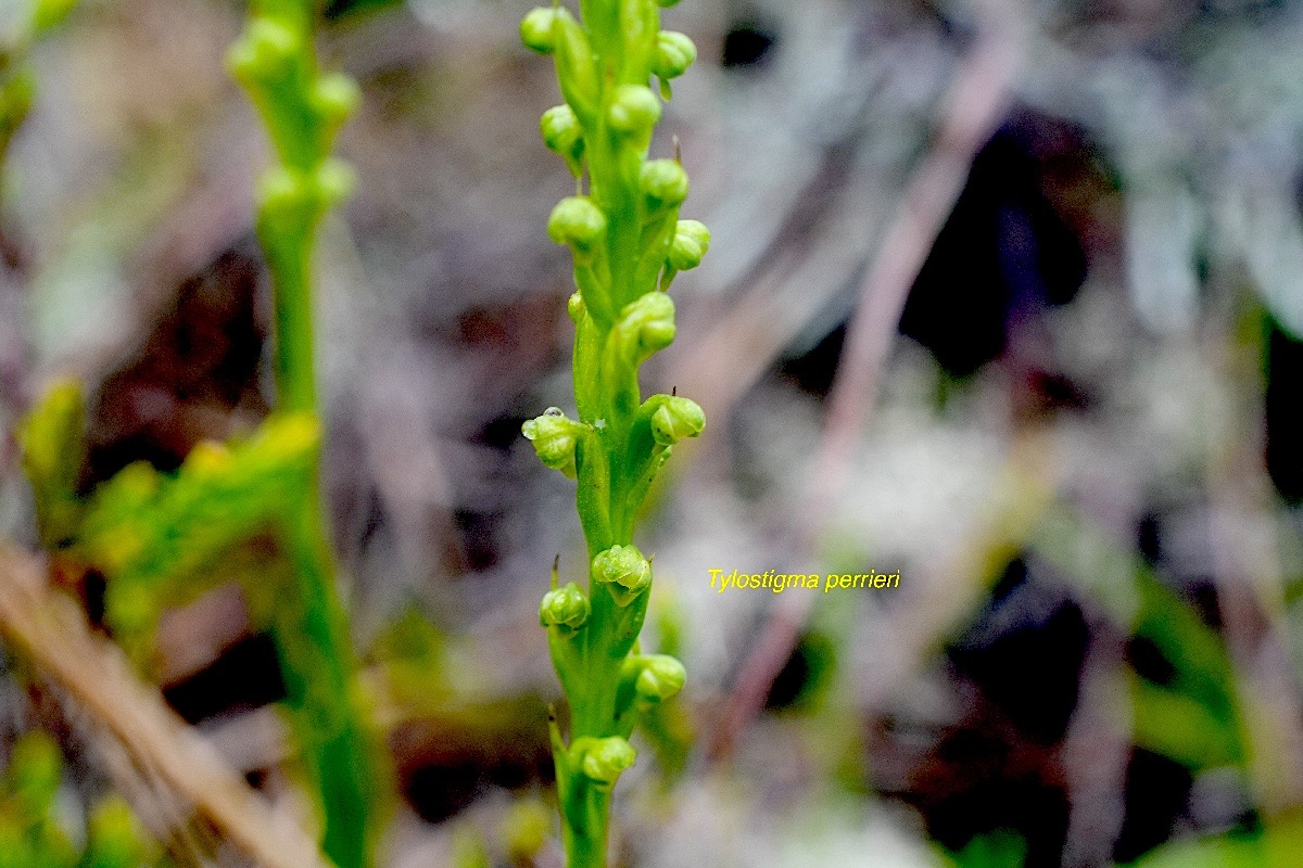 Tylostigma perrieri Orchidaceae  Indigène La Réunion 1011.jpeg