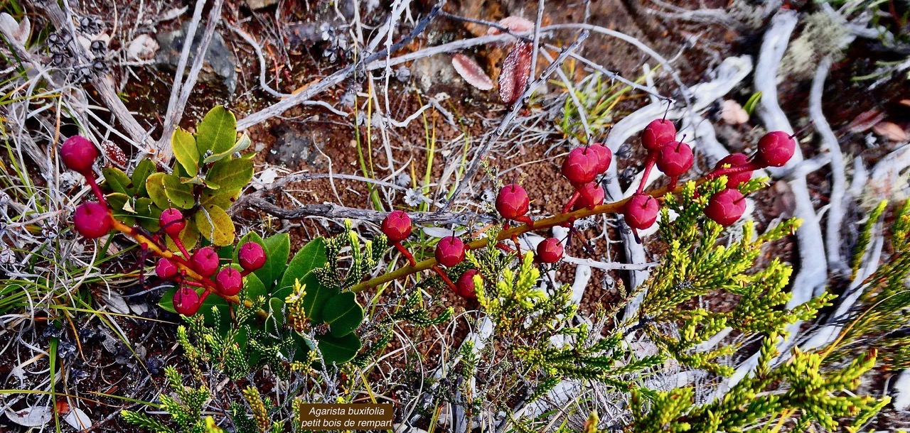 Agarista buxifolia.petit bois de rempart.( avec fruits ) ericaceae.endémique Madagascar Mascareignes..jpeg