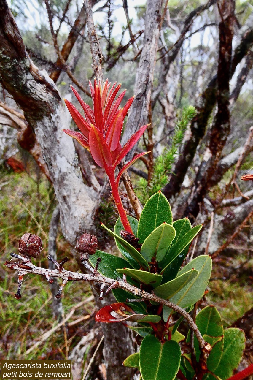 Agarista buxifolia.petit bois de rempart.ericaceae.endémique Madagascar Mascareignes..jpeg