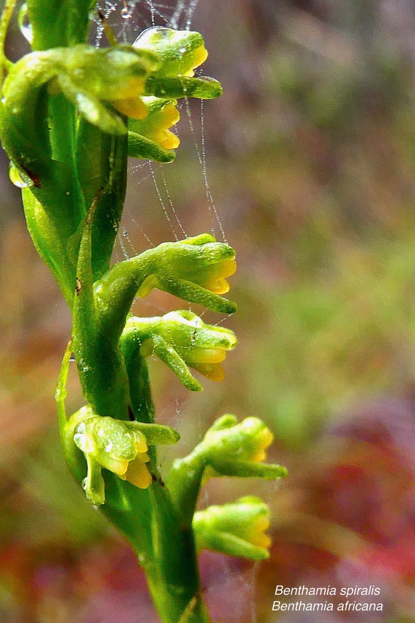 Benthamia africana .(Benthamia spiralis ).orchidaceae.endémique Madagascar Mascareignes. (1).jpeg