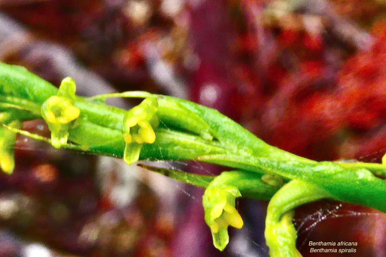 Benthamia africana .(Benthamia spiralis ).orchidaceae.endémique Madagascar Mascareignes. (2).jpeg