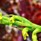 Benthamia africana .(Benthamia spiralis ).orchidaceae.endémique Madagascar Mascareignes. (2).jpeg