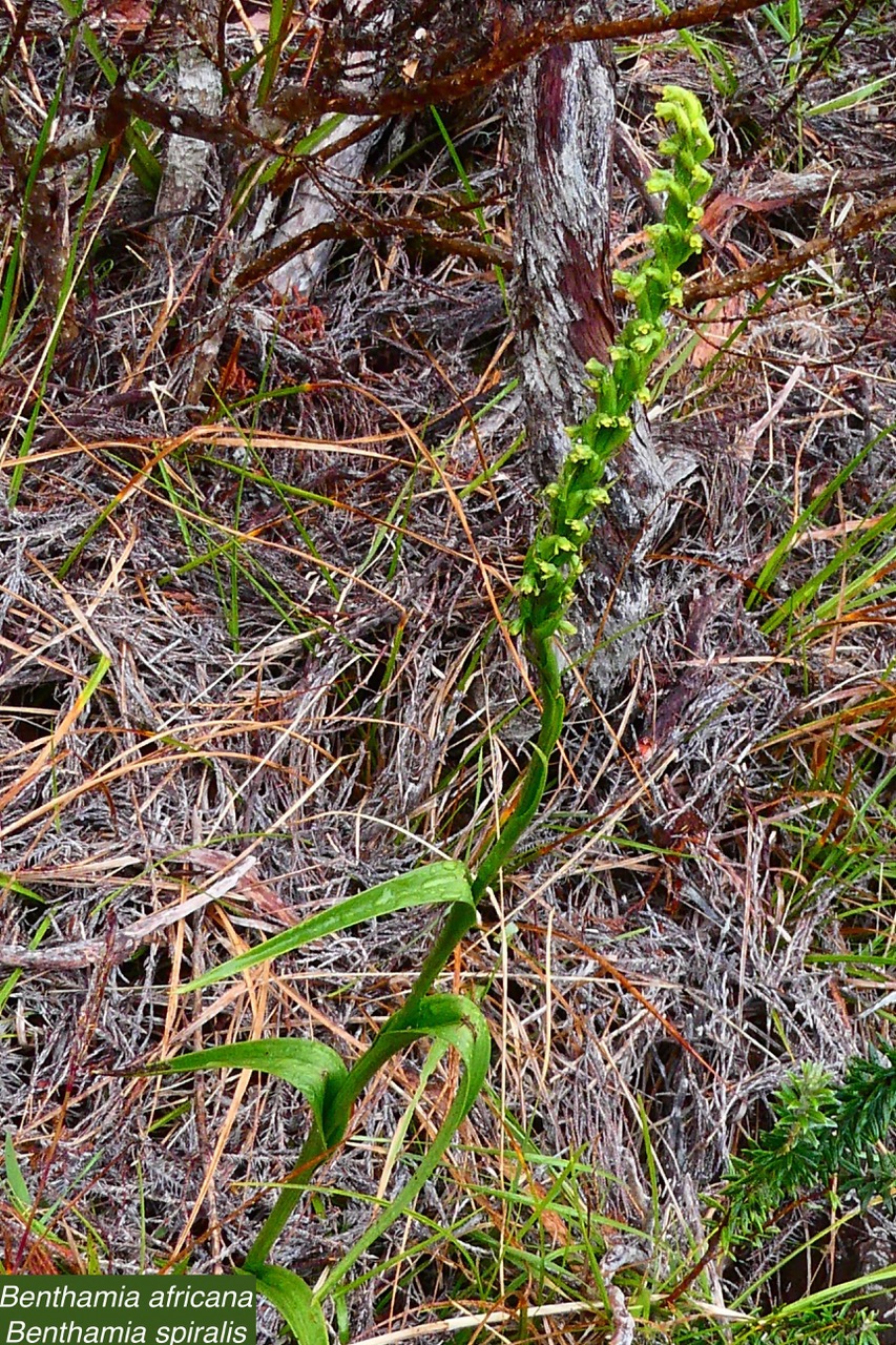 Benthamia africana .(Benthamia spiralis ).orchidaceae.endémique Madagascar Mascareignes. (3).jpeg