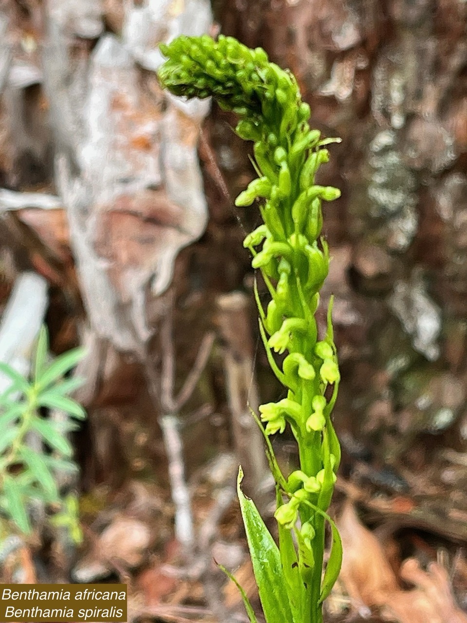 Benthamia africana .(Benthamia spiralis ).orchidaceae.endémique Madagascar Mascareignes..jpeg