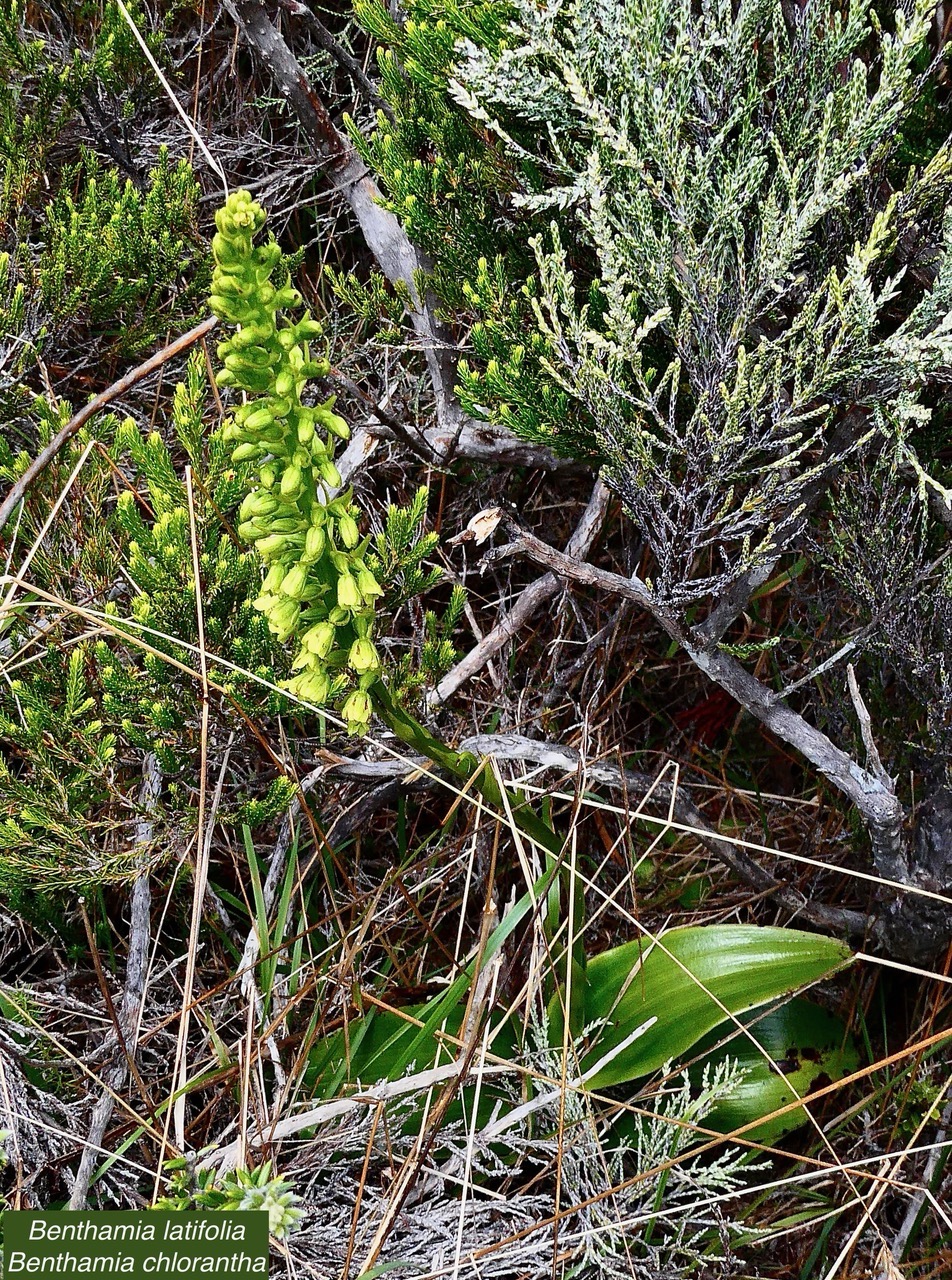 Benthamia latifolia . Benthamia Chlorantha.(Thouars) A. Rich. ( parmi les branles ) orchidaceae.endémique Réunion Maurice.jpeg