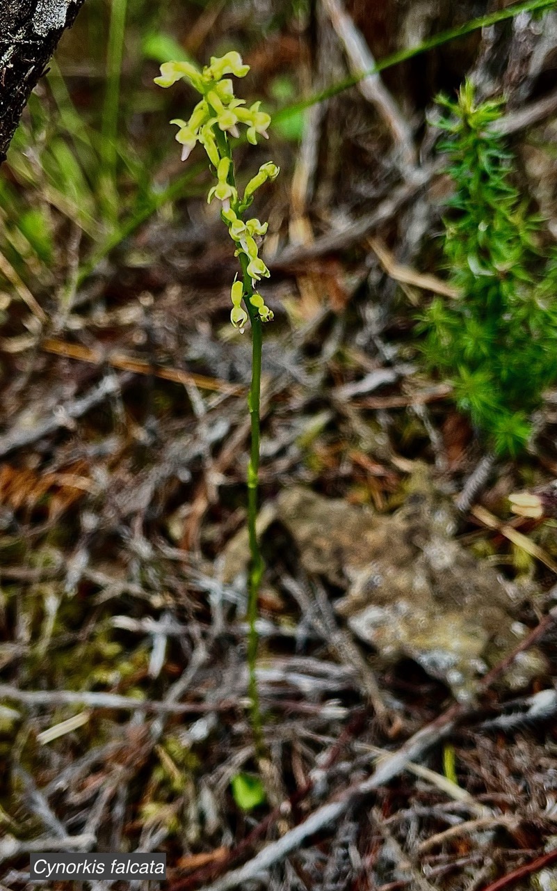 Cynorkis falcata orchidaceae .endémique Réunion. (1).jpeg