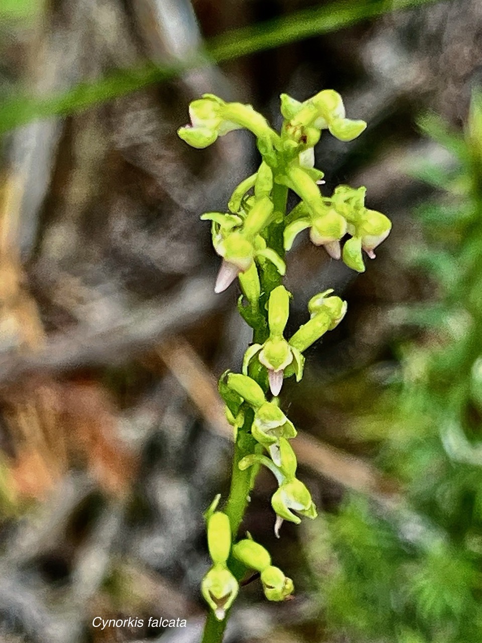 Cynorkis falcata orchidaceae .endémique Réunion..jpeg