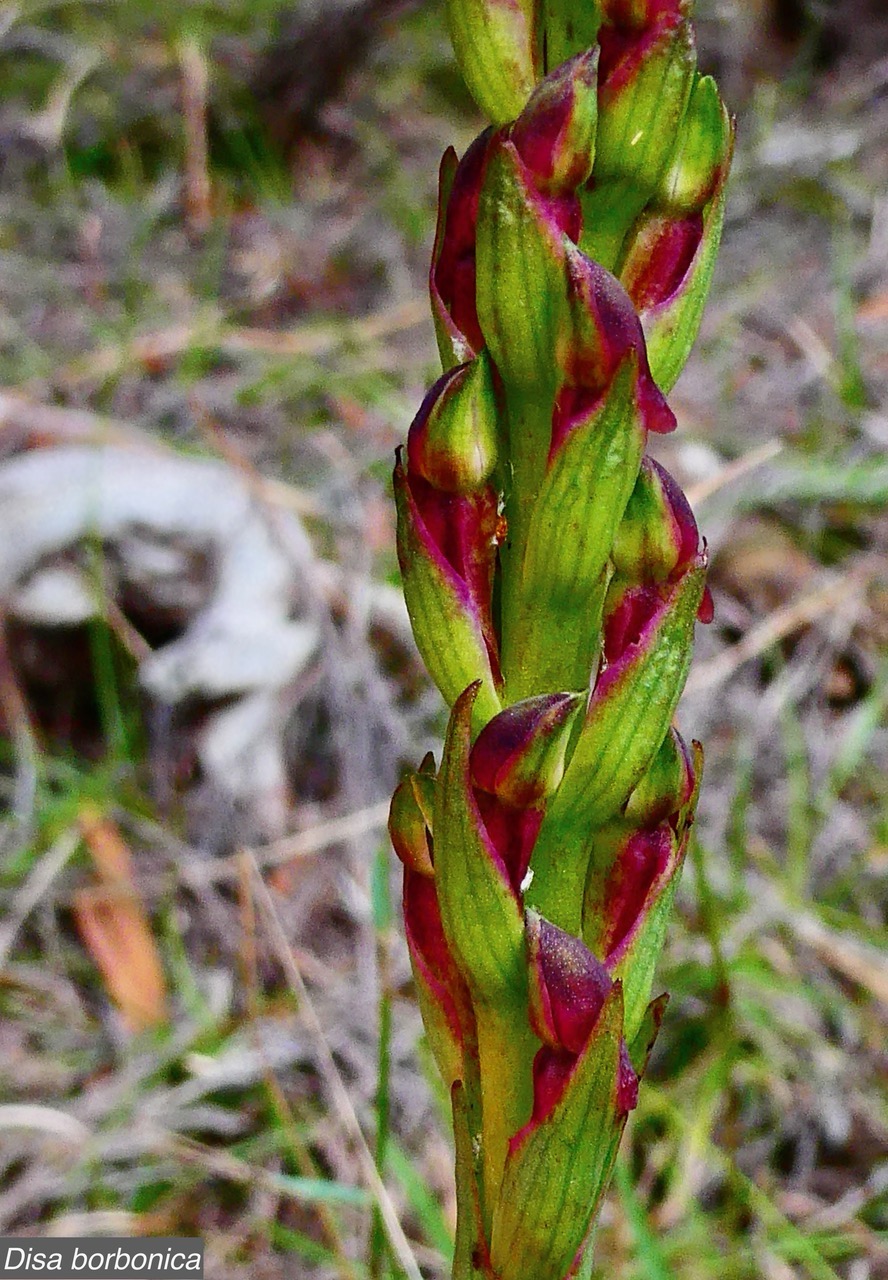 Disa borbonica Balf. f. et S. Moore.( détail de l'inflorescence )orchidaceae.endémique Réunion. (1).jpeg