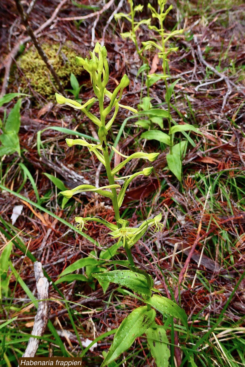 Habenaria frappieri J.-B.Castillon et P.Bernet.petit maïs.orchidaceae.indigène Réunion. (1).jpeg