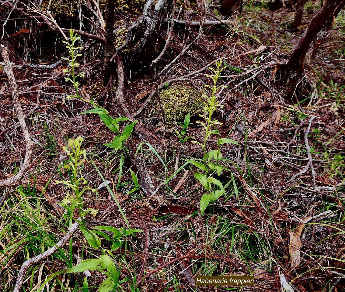 Habenaria frappieri J.-B.Castillon et P.Bernet.petit maïs.orchidaceae.indigène Réunion. (4).jpeg