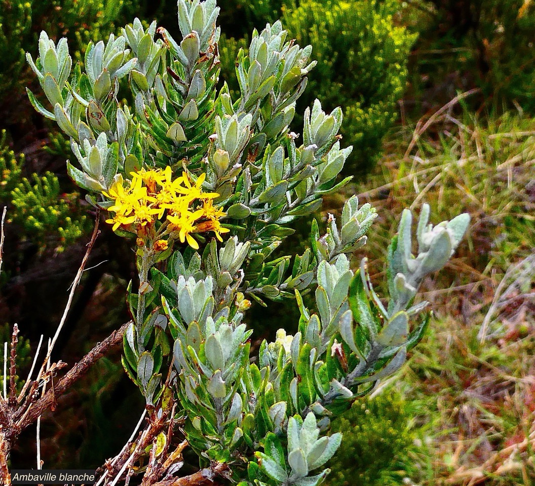 Hubertia tomentosa var tomentosa ambaville blanche.asteraceae.endémique Réunion..jpeg