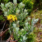 Hubertia tomentosa var tomentosa ambaville blanche.asteraceae.endémique Réunion..jpeg