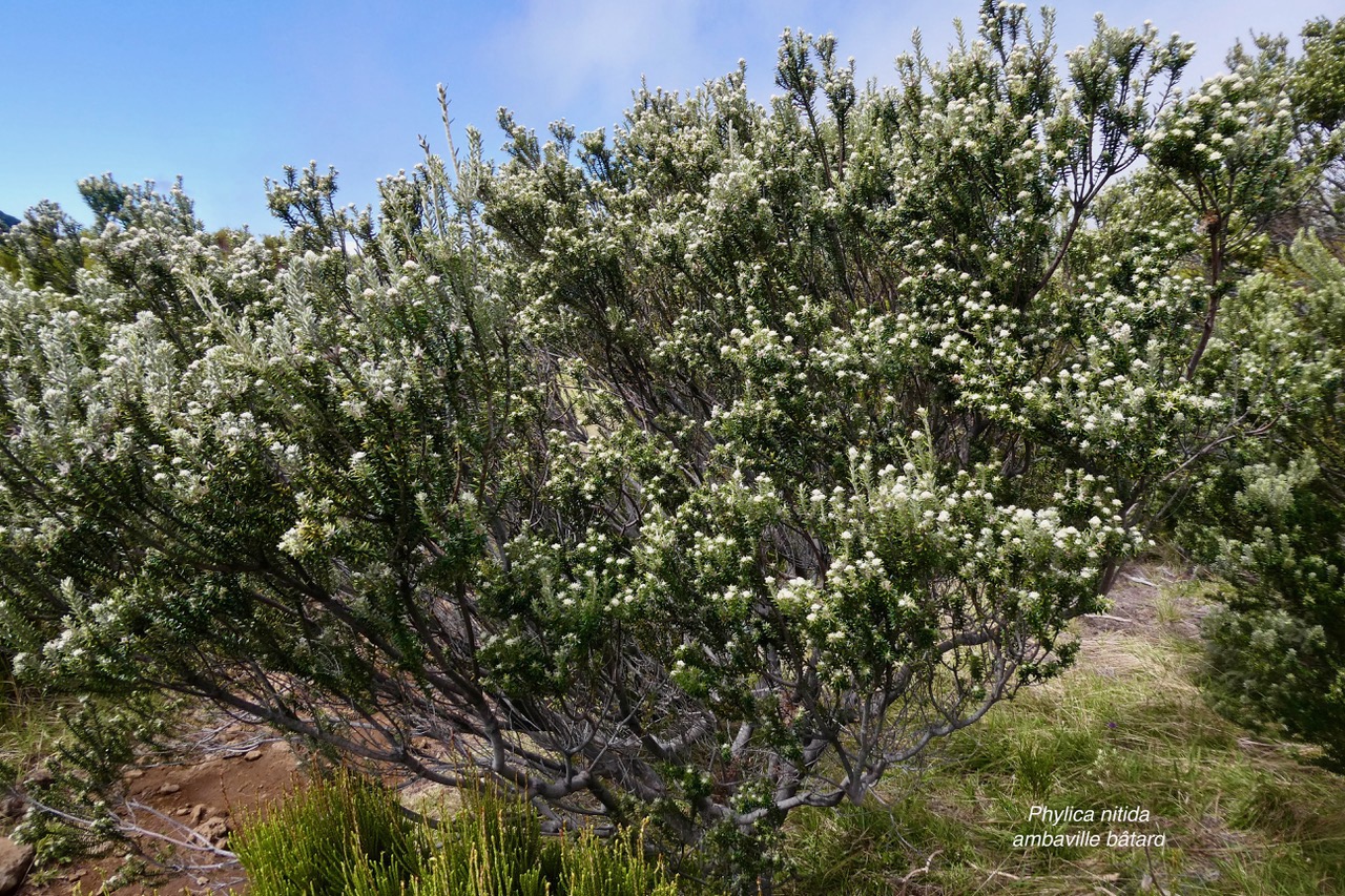 Phylica nitida  ambaville bâtard.rhamnaceae.endémique Réunion Maurice (1).jpeg