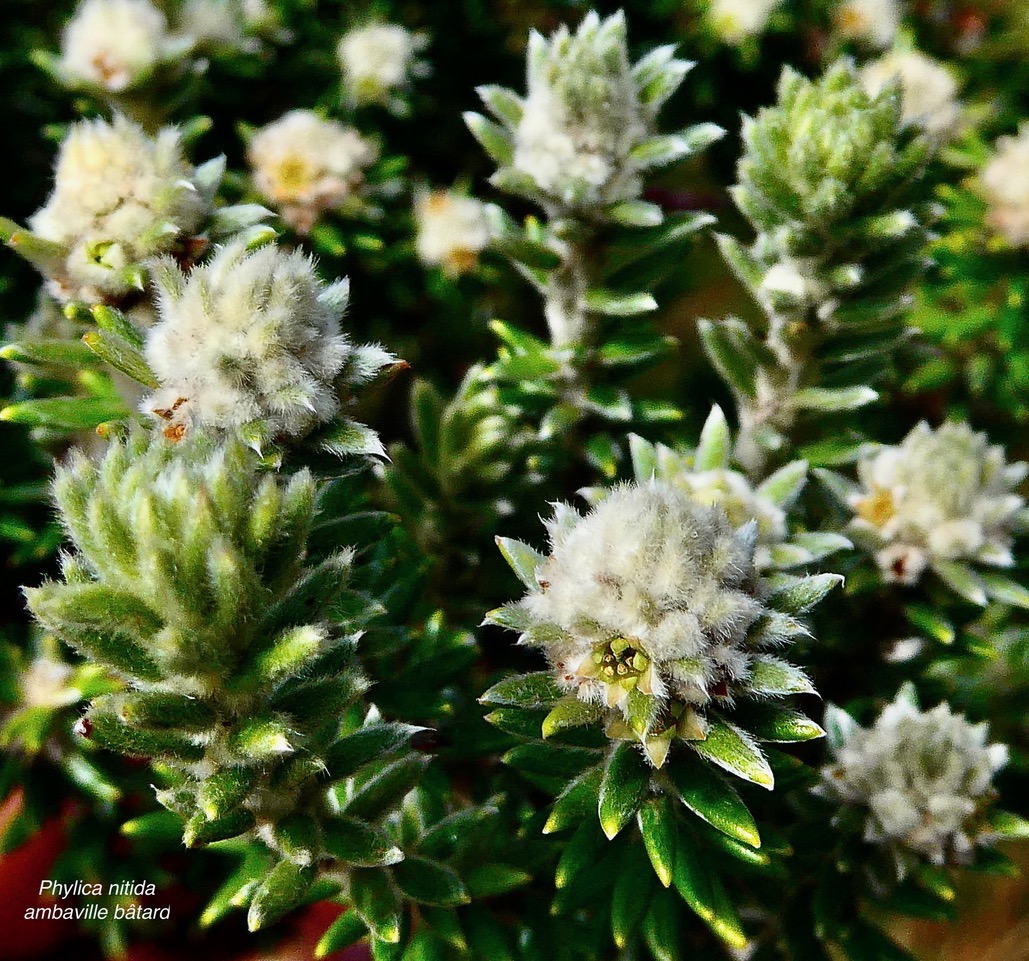 Phylica nitida  ambaville bâtard.rhamnaceae.endémique Réunion Maurice.jpeg