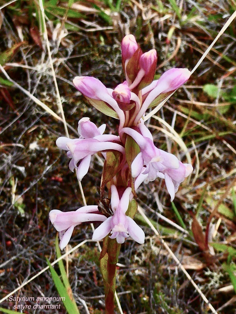 Satyrium amoenum.satyre charmant.( inflorescence )orchidaceae.endémique Madagascar Comores et Mascareignes ..jpeg