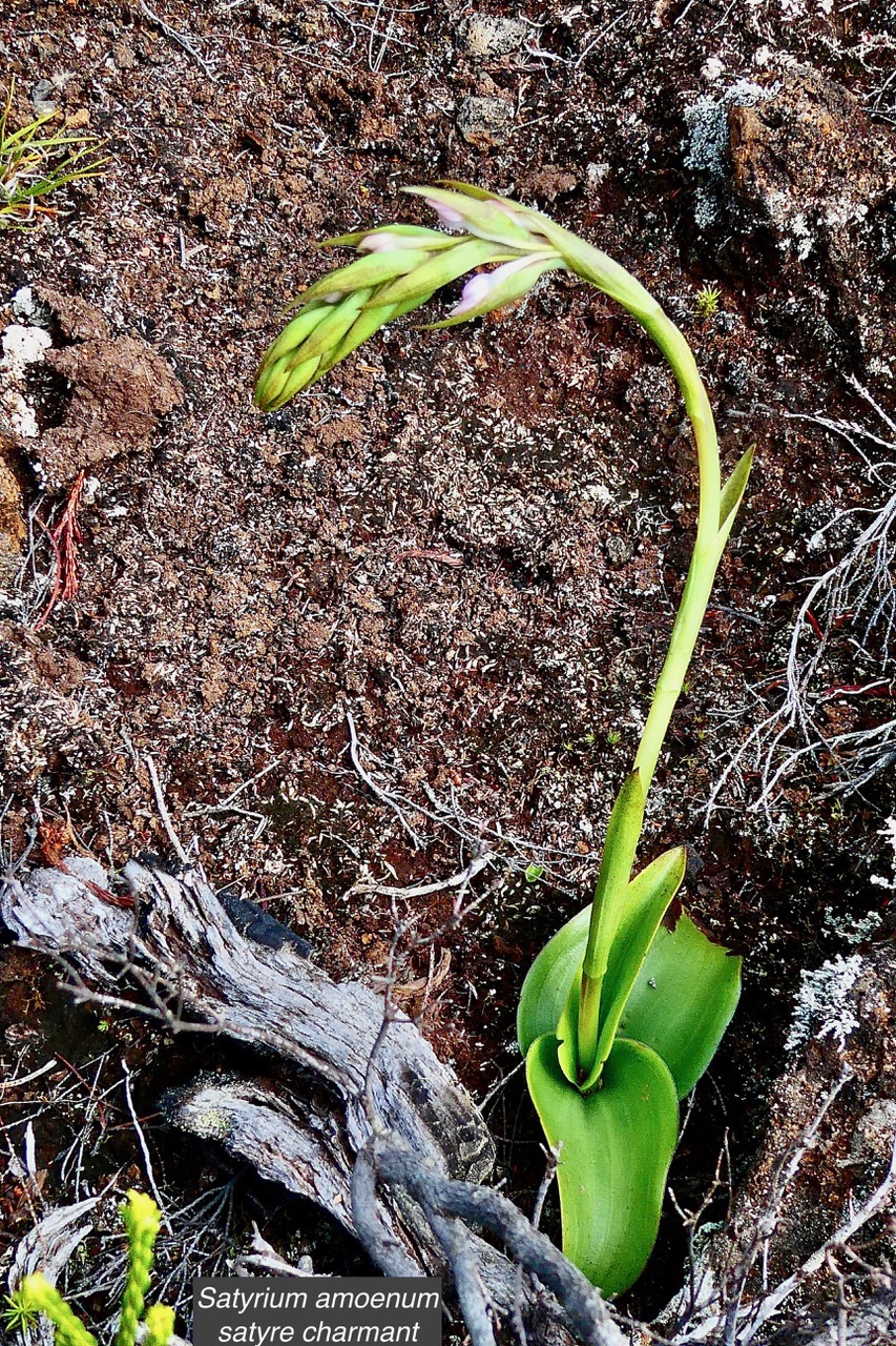 Satyrium amoenum.satyre charmant.orchidaceae.endémique Madagascar Comores et Mascareignes . (1).jpeg