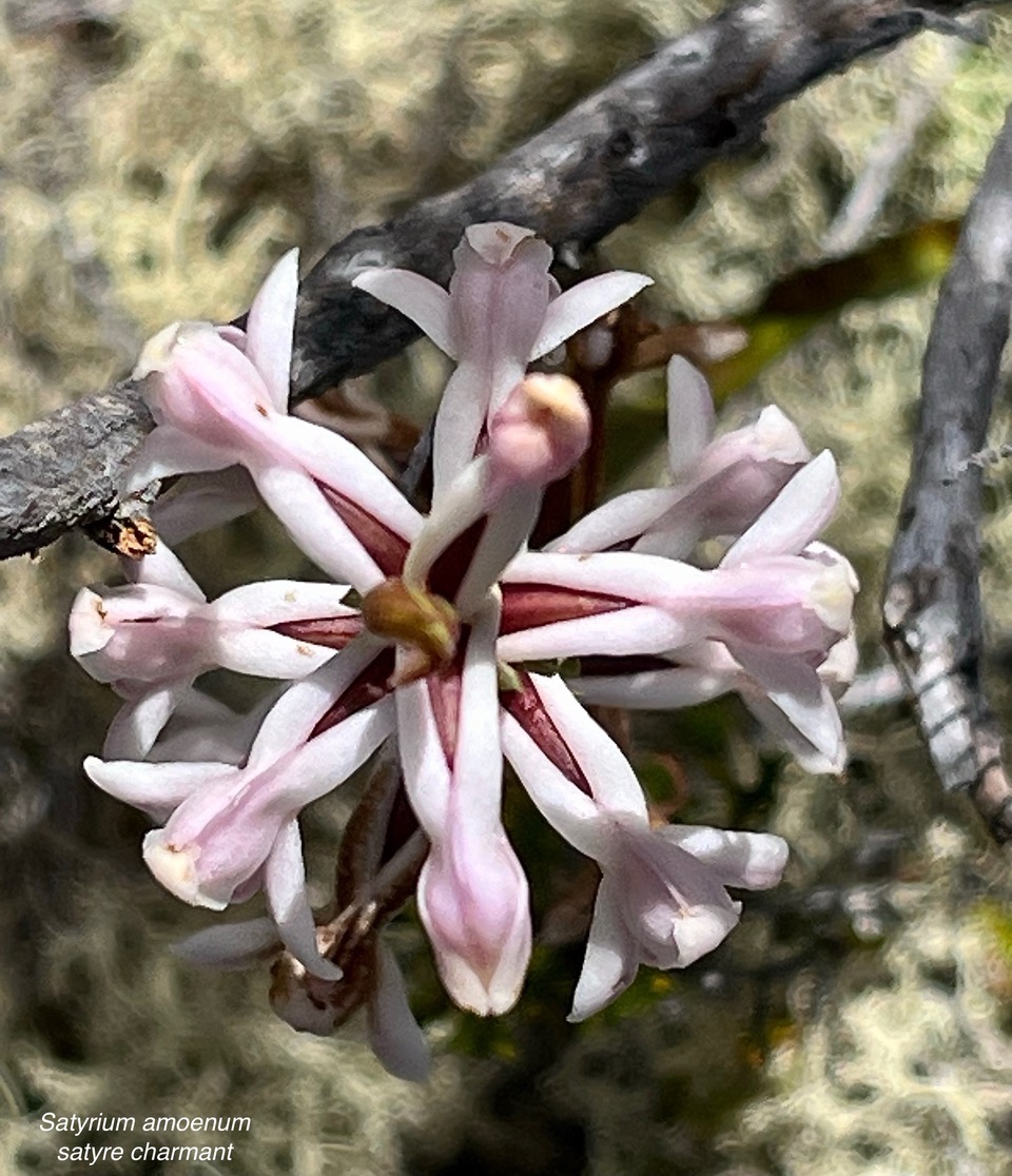 Satyrium amoenum.satyre charmant.orchidaceae.endémique Madagascar Comores et Mascareignes ..jpeg