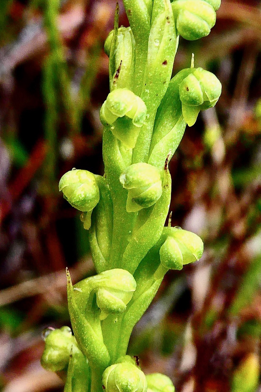 Tylostigma perrieri Schltr.( Tylostigma hildebrandtii ) orchidaceae.endémique Madagascar et Mascareignes. (1).jpeg