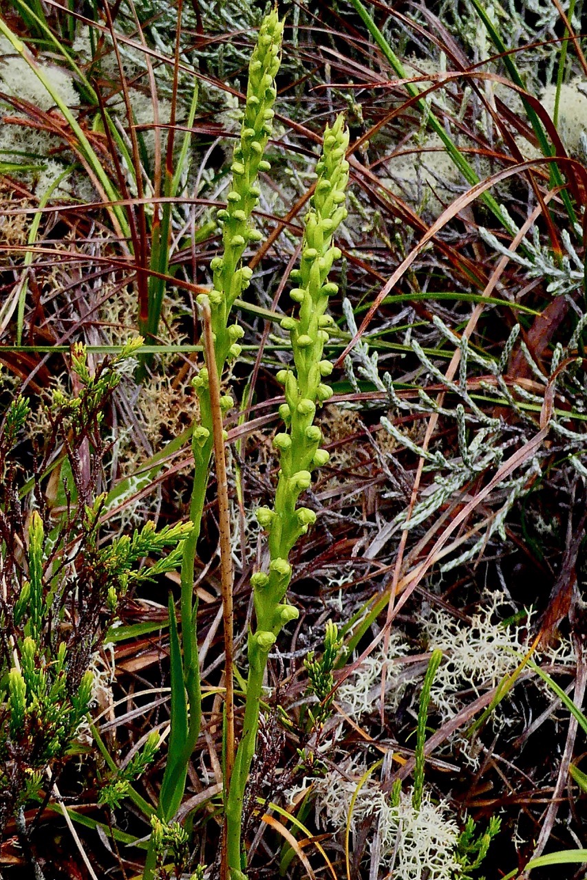 Tylostigma perrieri Schltr.( Tylostigma hildebrandtii ) orchidaceae.endémique Madagascar et Mascareignes..jpeg