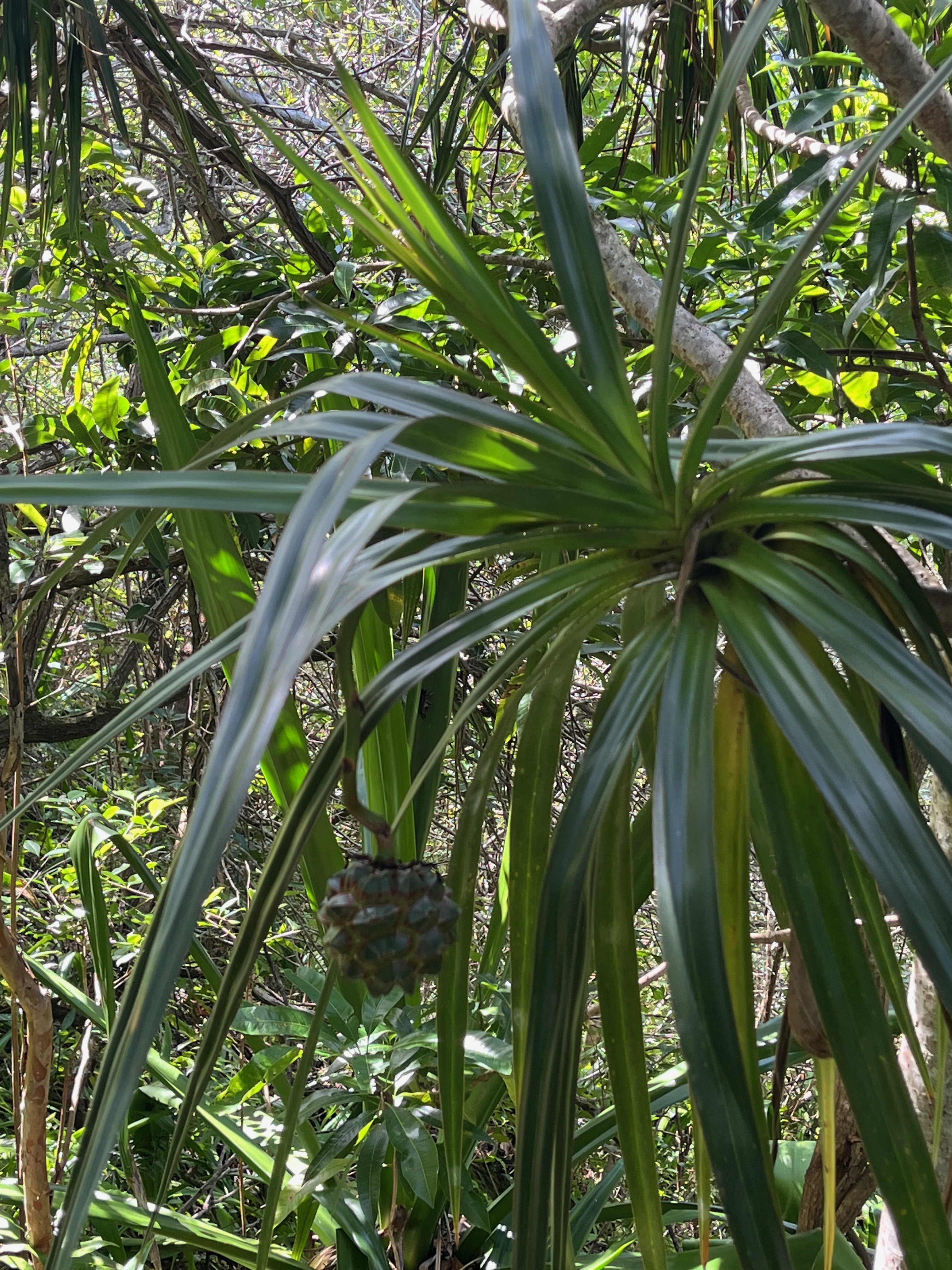 3. Fruit Pandanus sylvestris - Petit Pimpin - Pandanacée - B.jpeg