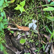 4. Disperis tripetaloides Orchidacea e Indigène La Réunion.jpeg