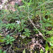 5. Disperis tripetaloides Orchidacea e Indigène La Réunion.jpeg