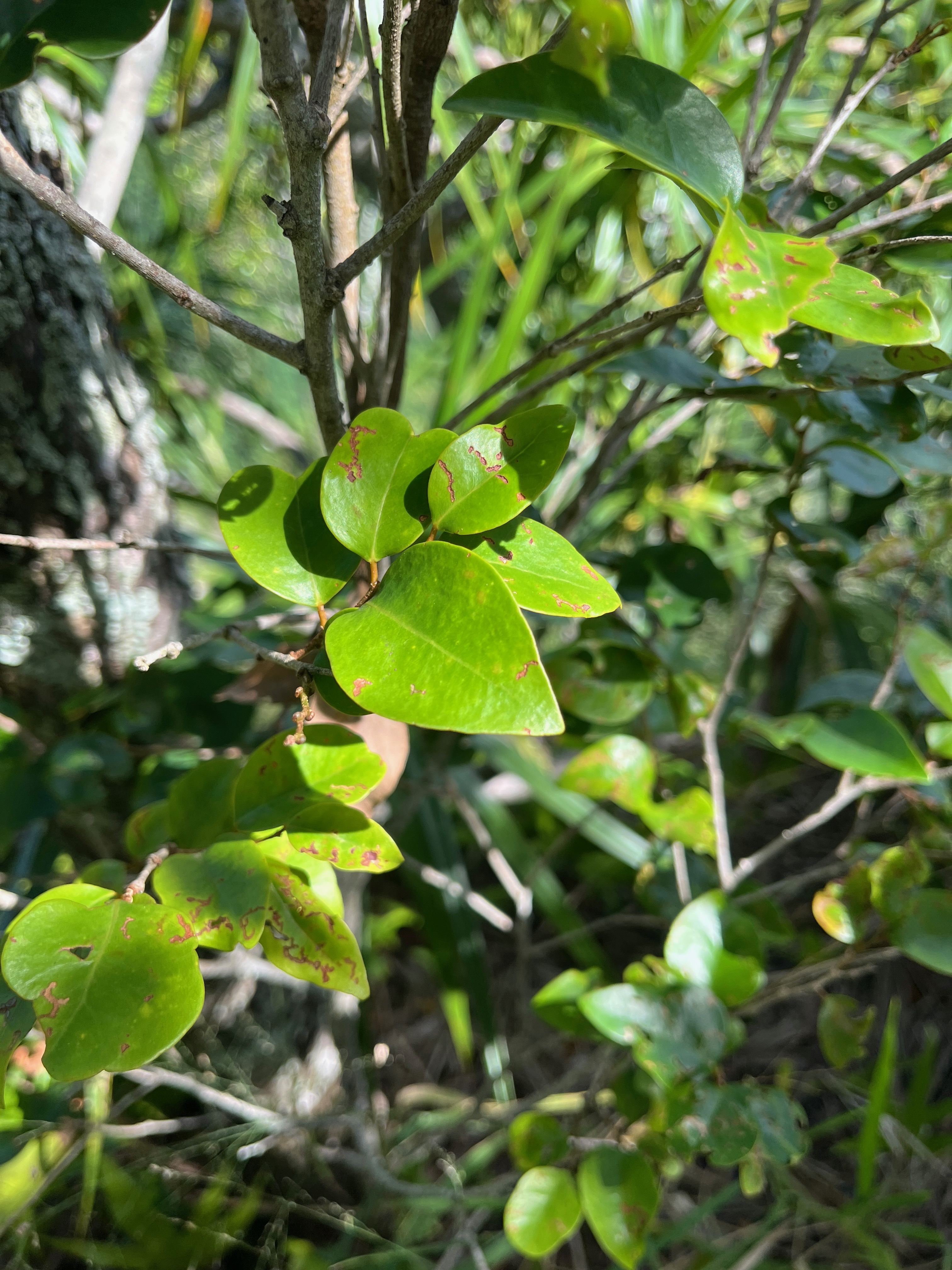 7. Securinega durissima - Bois dur-Corce rouge - Euphorbiacées > Phyllanthaceae- Indigène à La Réunion, à Maurice, à Madagascar.jpeg