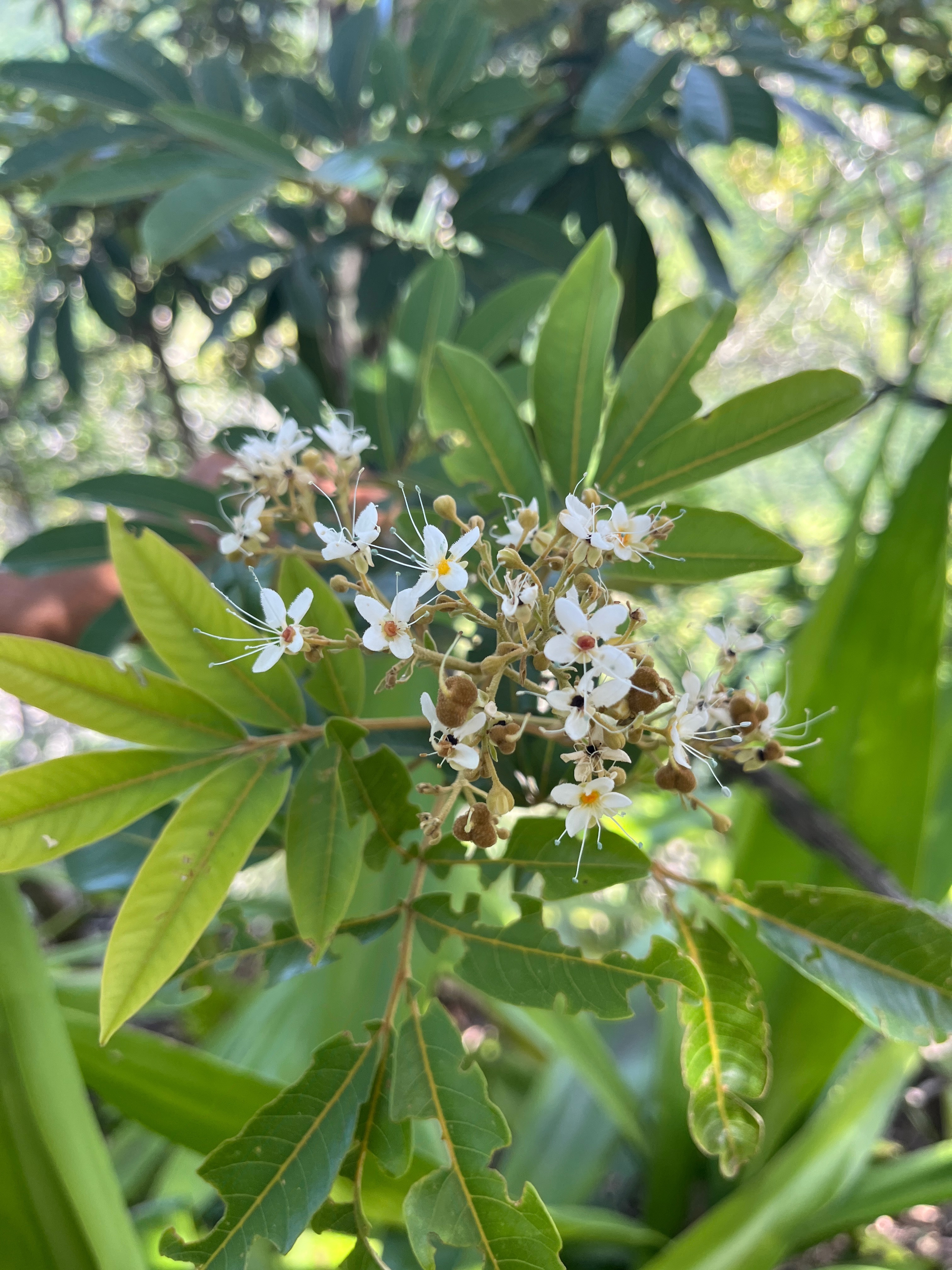 8. Fleurs de Bois de Judas -Cossinia pinnata - Sapindaceae- I.jpeg